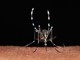 Cuneo, sospetto caso di chikungunya: scatta l'ordinanza, disinfestazioni a Borgo San Giuseppe e corso De Gasperi Cuneo, sospetto caso di chikungunya: scatta l'ordinanza, disinfestazioni a Borgo San Giuseppe e corso De Gasperi