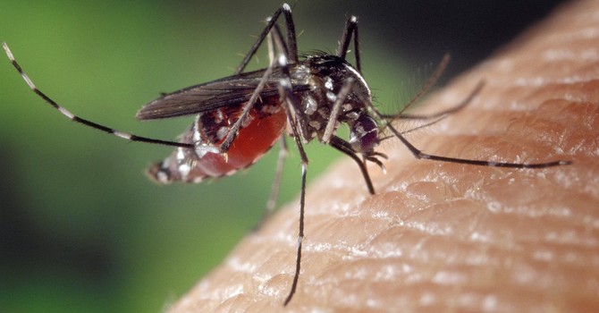 West Nile Virus, nuovo caso in Piemonte ma nessun allarme: "Numeri stabili" West Nile Virus, nuovo caso in Piemonte ma nessun allarme: "Numeri stabili"