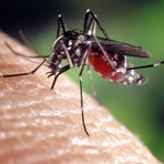 Caso di chikungunya a Cuneo, la disinfestazione con insetticida inizierà stasera alle 22 dalla zona commerciale di corso De Gasperi Caso di chikungunya a Cuneo, la disinfestazione con insetticida inizierà stasera alle 22 dalla zona commerciale di corso De Gasperi