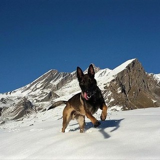 Zen Pastore Belga delle unità cinofile del Soccorso Alpino "Moniso" Zen Pastore Belga delle unità cinofile del Soccorso Alpino "Moniso"