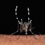 Cuneo, sospetto caso di chikungunya: scatta l'ordinanza, disinfestazioni a Borgo San Giuseppe e corso De Gasperi Cuneo, sospetto caso di chikungunya: scatta l'ordinanza, disinfestazioni a Borgo San Giuseppe e corso De Gasperi