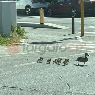 Famiglia di anatre attraversa la strada a Cuneo: il curioso e tenero scatto Famiglia di anatre attraversa la strada a Cuneo: il curioso e tenero scatto