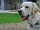Un cane guida Lions Un cane guida Lions