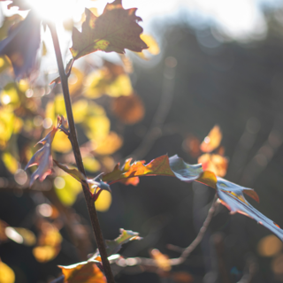 Come El Niño potrebbe influenzare l'autunno e l'inverno in Piemonte