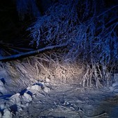 Alberi caduti per neve, con la fine dell'emergenza l'Amministrazione comunale di Peveragno ringrazia i tecnici intervenuti