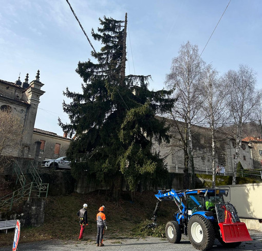 Garessio, abbatuto abete rosso a Mursecco per motivi di sicurezza Garessio, abbatuto abete rosso a Mursecco per motivi di sicurezza