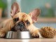 Cane con pancia delicata: come l'alimentazione può fare la differenza