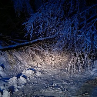 Alberi caduti per neve, con la fine dell'emergenza l'Amministrazione comunale di Peveragno ringrazia i tecnici intervenuti