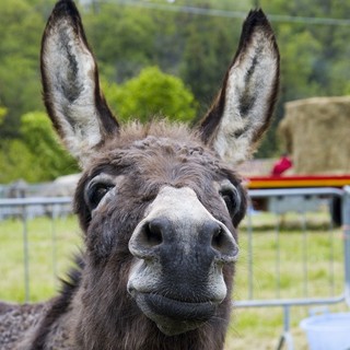 Conto alla rovescia a Monastero di Vasco per il ritorno di "Un asino per amico"