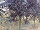 Pronti gli alberi ornamentali per piazza della Vittoria a Sampeyre