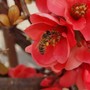 Il 20 maggio è la Giornata mondiale delle api Il 20 maggio è la Giornata mondiale delle api