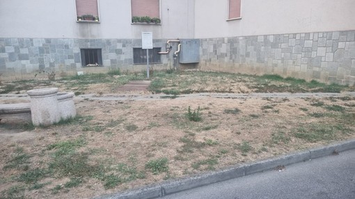 Bra, meno alberi nella via dedicata ad Aldo Moro e l'oasi che non c'è più Bra, meno alberi nella via dedicata ad Aldo Moro e l'oasi che non c'è più