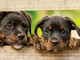 Antiparassitari per cani: quali sono e come vanno utilizzati