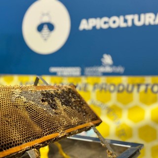 Il regno delle api, sentinelle della natura: dalla Regione 100.000 euro per 50 progetti nelle scuole (8 sono cuneesi)