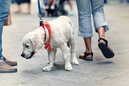 A Cervasca parte la campagna di sensibilizzazione per la raccolta di deiezioni canine