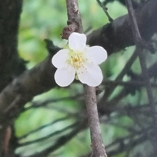 Un fiorellino sbocciato nel pruneto del Santuario