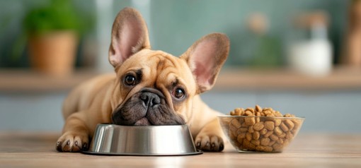 Cane con pancia delicata: come l'alimentazione può fare la differenza