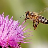Il Comizio Agrario di Mondovì organizza il seminario “L’ABC dell’apicoltura”