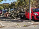 Vento forte a Cuneo: albero si schianta su un'auto parcheggiata Vento forte a Cuneo: albero si schianta su un'auto parcheggiata