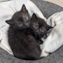 Il gattile di Alba è saturo: “Non possiamo più accogliere altri animali” Il gattile di Alba è saturo: “Non possiamo più accogliere altri animali”