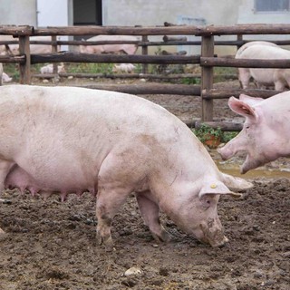 Peste suina e prezzi a picco, Cia Cuneo denuncia speculazioni contro gli allevatori: "Carni sicure, ma pagate meno"