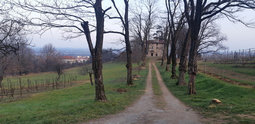 Saluzzo, il viale di Villa Belvedere con gli alberi tagliati