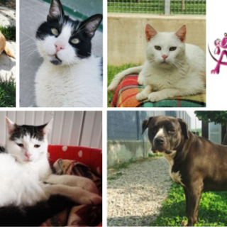 Alba, Natale solidale con l’associazione Amici di Zampa