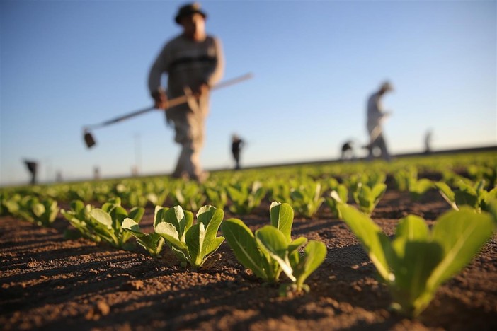 "Gli agricoltori non sono inutili, garantiscono cibo e presidiano il territorio" "Gli agricoltori non sono inutili, garantiscono cibo e presidiano il territorio"
