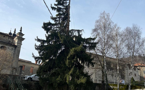 Garessio, abbatuto abete rosso a Mursecco per motivi di sicurezza
