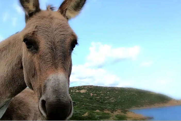 Isola dell'Asinara: consigli per chi la visita per la prima volta Isola dell'Asinara: consigli per chi la visita per la prima volta