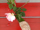 Sulla panchina rossa di Gaiola una rosa e un sasso per Martina Carbonaro, giovanissima vittima di femminicidio ad Afragola Sulla panchina rossa di Gaiola una rosa e un sasso per Martina Carbonaro, giovanissima vittima di femminicidio ad Afragola