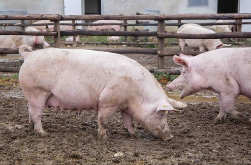 Peste suina e prezzi a picco, Cia Cuneo denuncia speculazioni contro gli allevatori: "Carni sicure, ma pagate meno"