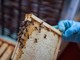 Giornata mondiale delle api: il consumo di miele cresce ma gli apicoltori cuneesi non sorridono