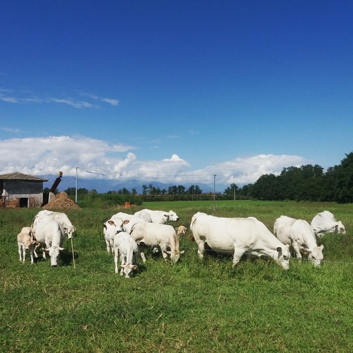 L'Anaborapi raggiunge il primo grado: l'Associazione finalmente in mano agli allevatori di Piemontese