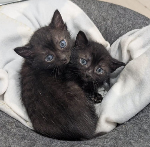 Il gattile di Alba è saturo: “Non possiamo più accogliere altri animali” Il gattile di Alba è saturo: “Non possiamo più accogliere altri animali”