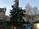 Garessio, abbatuto abete rosso a Mursecco per motivi di sicurezza
