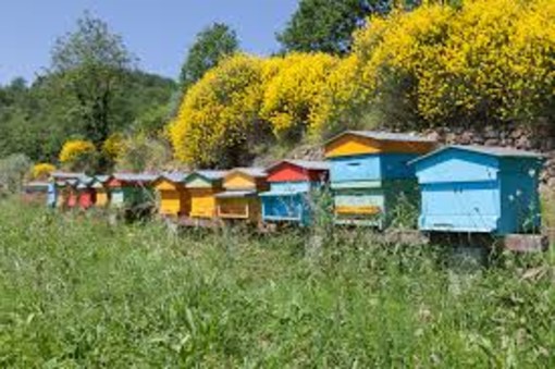 Regione Piemonte: nuove risorse per il settore apistico in arrivo