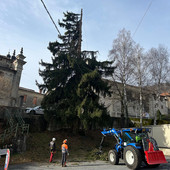 Garessio, abbatuto abete rosso a Mursecco per motivi di sicurezza Garessio, abbatuto abete rosso a Mursecco per motivi di sicurezza