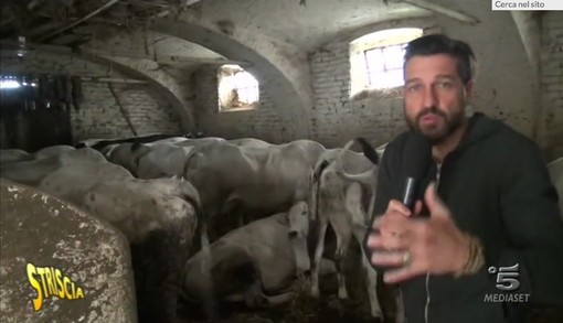 Animali denutriti e costretti in spazi angusti: Edoardo Stoppa di nuovo in provincia di Cuneo