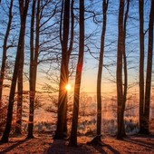 “Alberi per il futuro”: tre importanti incontri a Dronero