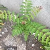 Ailanto, la specie invasiva che preoccupa l’Albese: chiesto un piano d’azione Ailanto, la specie invasiva che preoccupa l’Albese: chiesto un piano d’azione