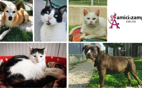 Alba, Natale solidale con l’associazione Amici di Zampa