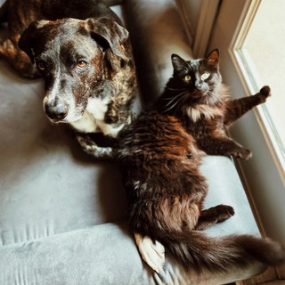 Viaggiare con gli animali in Europa: scattano le nuove regole UE su passaporti e salute