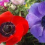 Aspettando la primavera con l’anemone: il fiore che nasce… da una storia d’amore