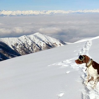 Argo, il cane antiveleno delle Alpi Marittime, al lavoro sulla neve con una mascherina solare
