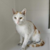 Castagnito, trovato un gatto smarrito in frazione Baraccone Castagnito, trovato un gatto smarrito in frazione Baraccone