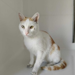 Castagnito, trovato un gatto smarrito in frazione Baraccone