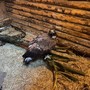 Un'aquila reale in cura al Centro di Bernezzo (archivio) Un'aquila reale in cura al Centro di Bernezzo (archivio)