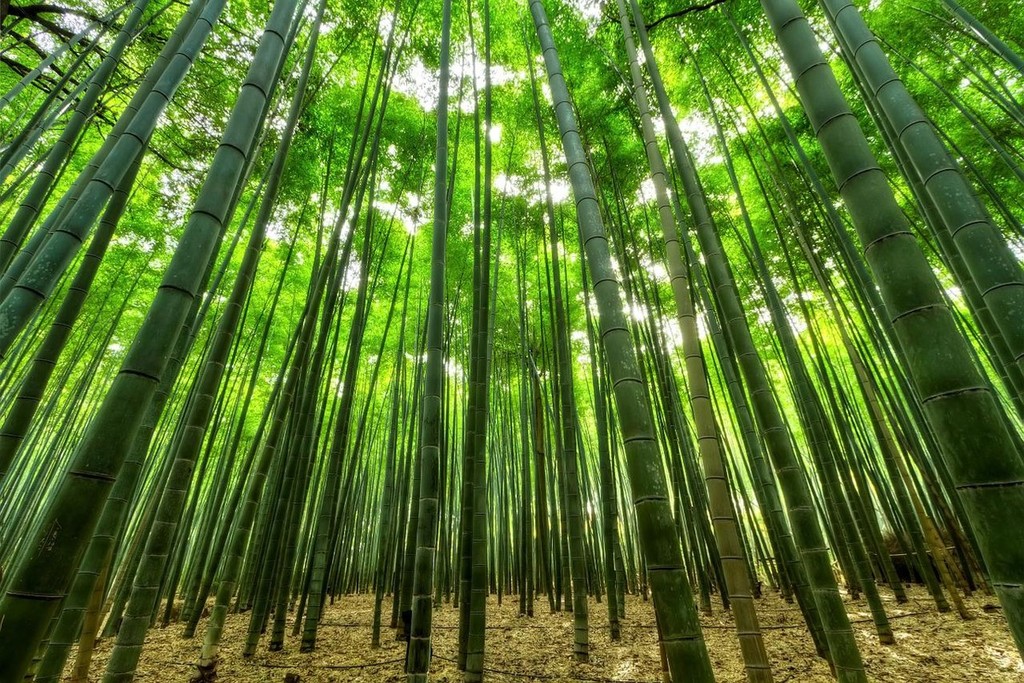 Tutto quello che c'è da sapere sulla pianta di bamboo 