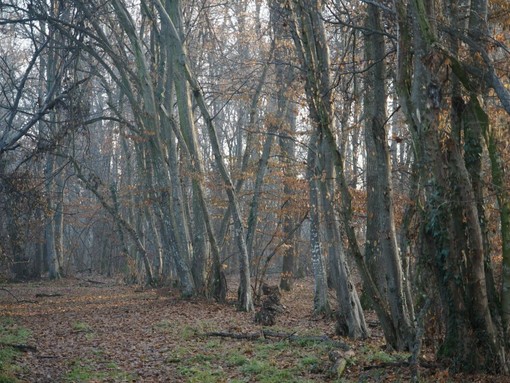 Due appuntamenti con il Parco del Monviso tra Caramagna Piemonte e Revello Due appuntamenti con il Parco del Monviso tra Caramagna Piemonte e Revello